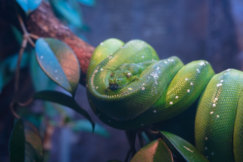 Random Image